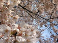 御苑桜５