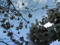 御苑桜６