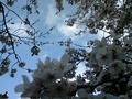 御苑桜７