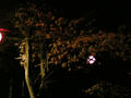 夜桜