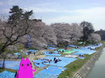 sakura1.JPG