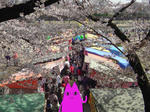 sakura2.JPG