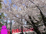 sakura3.JPG