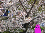 sakura6.JPG