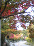 東山の紅葉