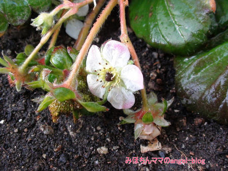 家庭菜園・いちご