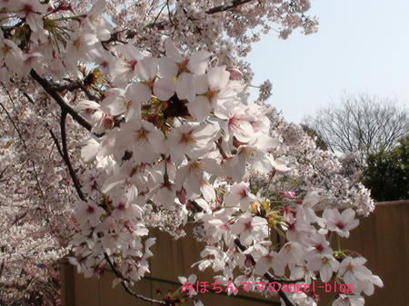お花見