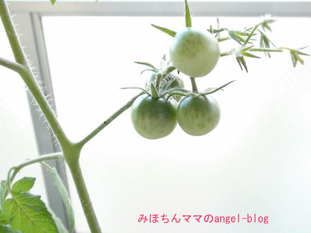 菜園・プチトマト