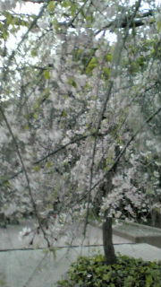20090410181418.jpg