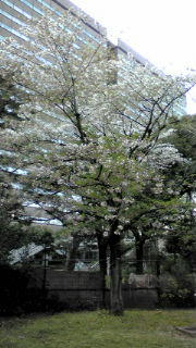 20090411153939.jpg