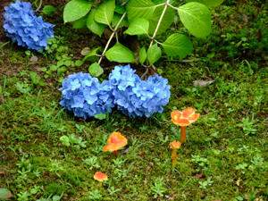 ajisai2008.02.JPG