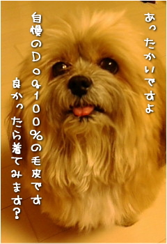 Dog100％②