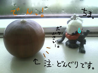 ダーさんとどんぐり。