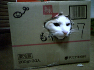 にゃん。