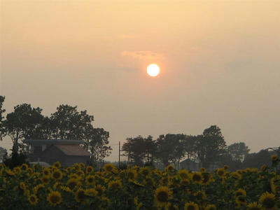 夕陽と向日葵