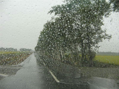 雨でした。