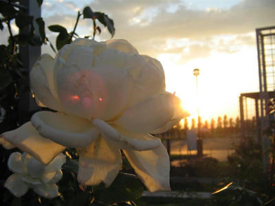 薔薇