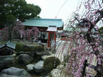 ume2.jpg
