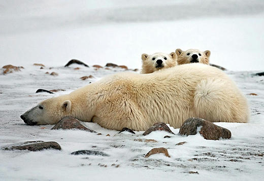 polarbear.jpg