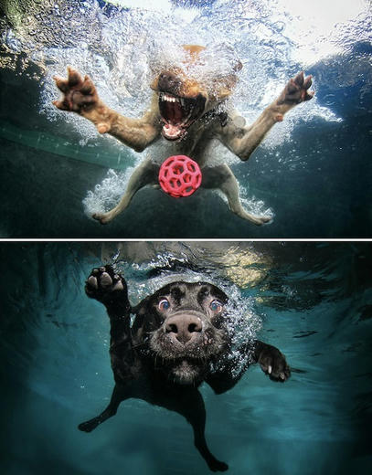 underwaterdog.jpg