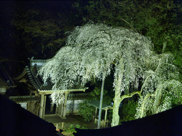 報本寺のしだれ桜１