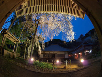 報本寺のしだれ桜１