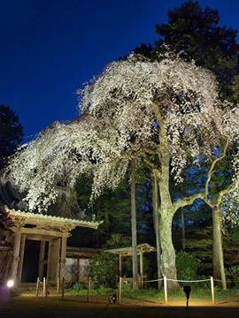 報本寺のしだれ桜３