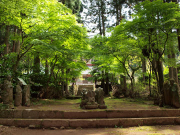 富貴野山宝蔵院　夏もみじ