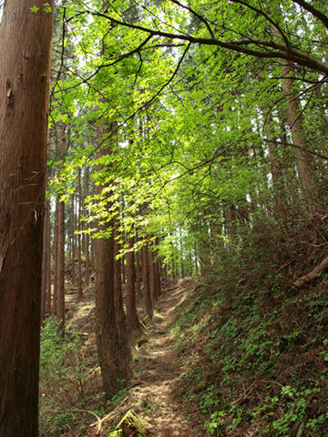 長九郎山山道