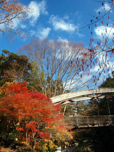 天城湯ヶ島　女橋の紅葉