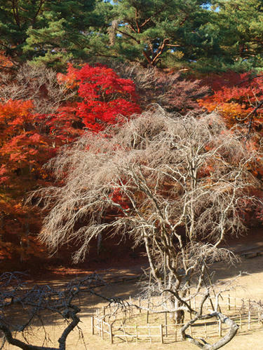 伊豆市修善寺紅葉林