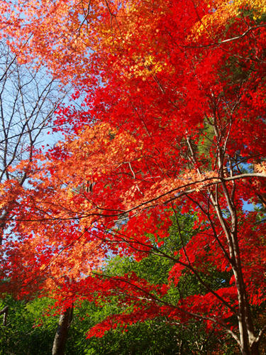 伊豆市　修善寺紅葉林