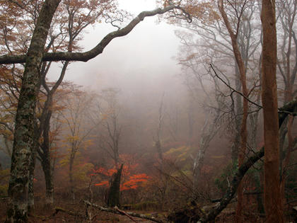 伊豆市　天城山の紅葉