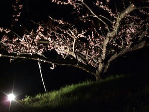 DSCF2287.JPG
