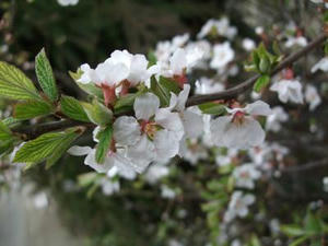 DSCF2469.JPG