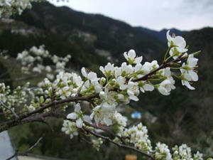DSCF2494.JPG