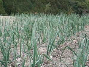 DSCF2496.JPG
