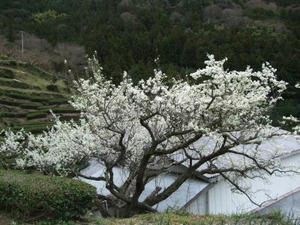 DSCF2499.JPG