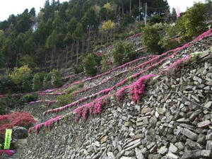 DSCF2683.JPG