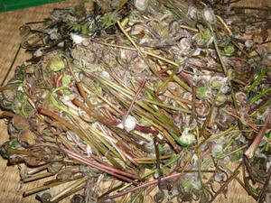 DSCF2755.JPG
