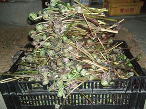 DSCF2775.JPG