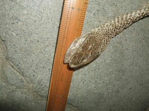 DSCF3555.JPG