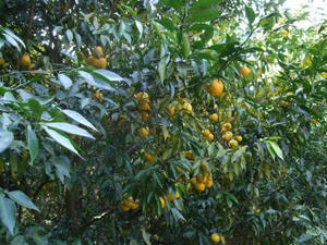 DSCF3795.JPG