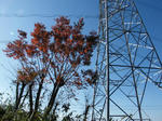 秋　交野山　紅葉＆空