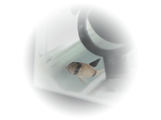002c1add.gif