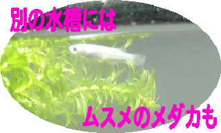 c165ba9b.gif