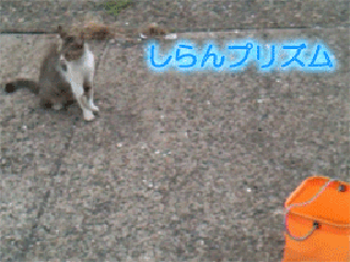 77161246.gif