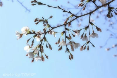sakura100327_sft.jpg