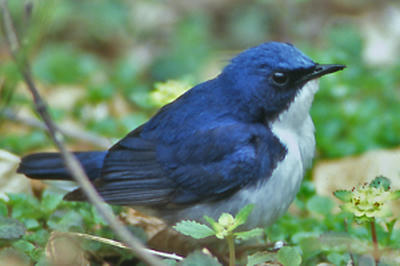 鳥のさえずり In 軽井沢 Mrs Oakley Fisher の 屋根裏部屋