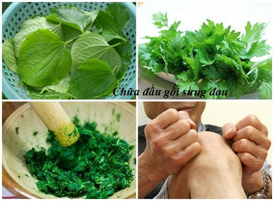 T&aacute;c dụng của c&acirc;y l&aacute; lốt trong điều trị xương khớp